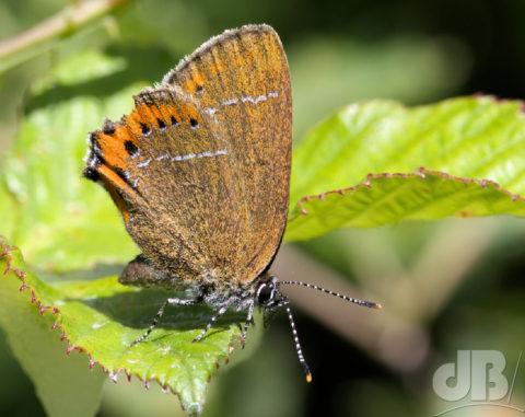 Black Hairstreak