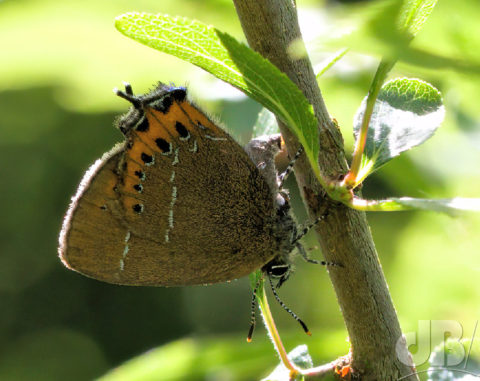 Female Black Hairstreak ovipositing