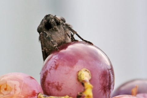 Black Rustic grape