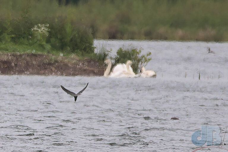 Diving Black Tern