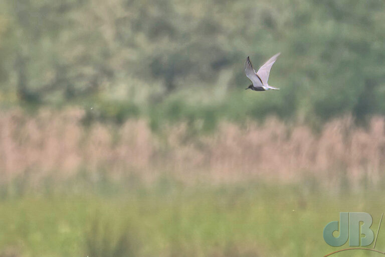 Black Tern in flight