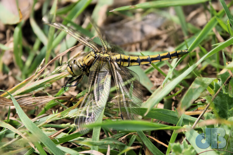 Female Black-tailed Skimmer dragonfly