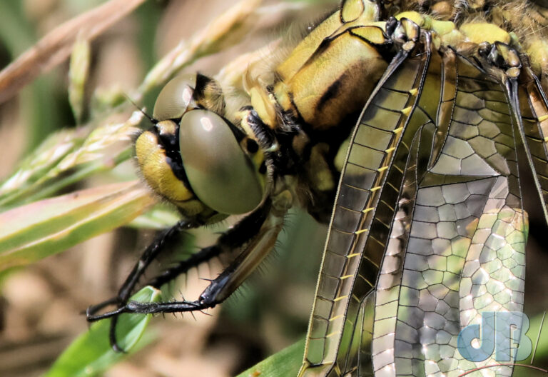 Closer to female Black-tailed Skimmer dragonfly