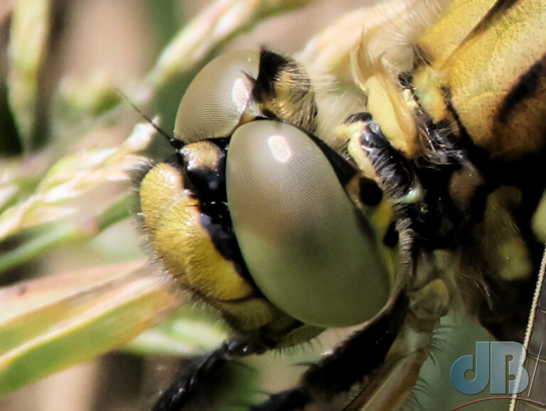 Closer still to female Black-tailed Skimmer dragonfly showing detail in compound eyes