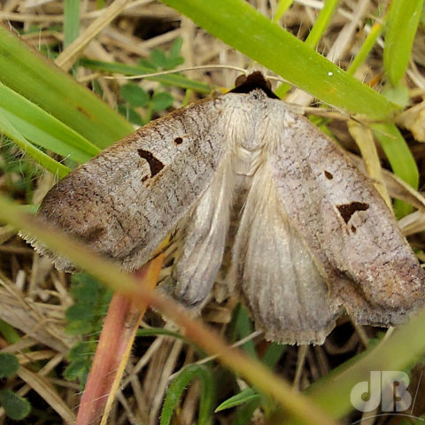 The Blackneck Lygephila pastinum (Treitschke, 1826)