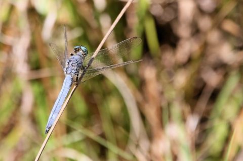 Dragonflies can probably discern several million more colours than you