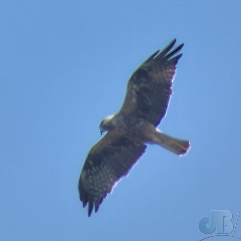 Booted Eagle