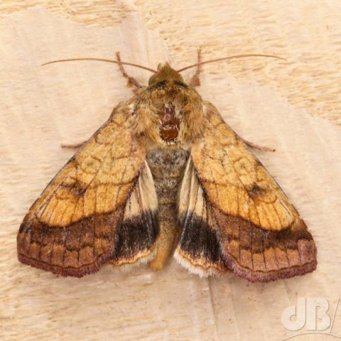 Bordered Sallow