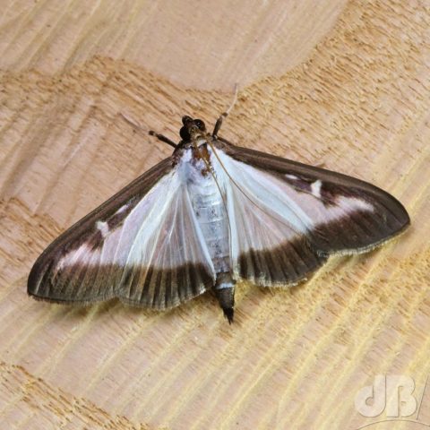Box-tree Moth (Cydalima perspectalis)