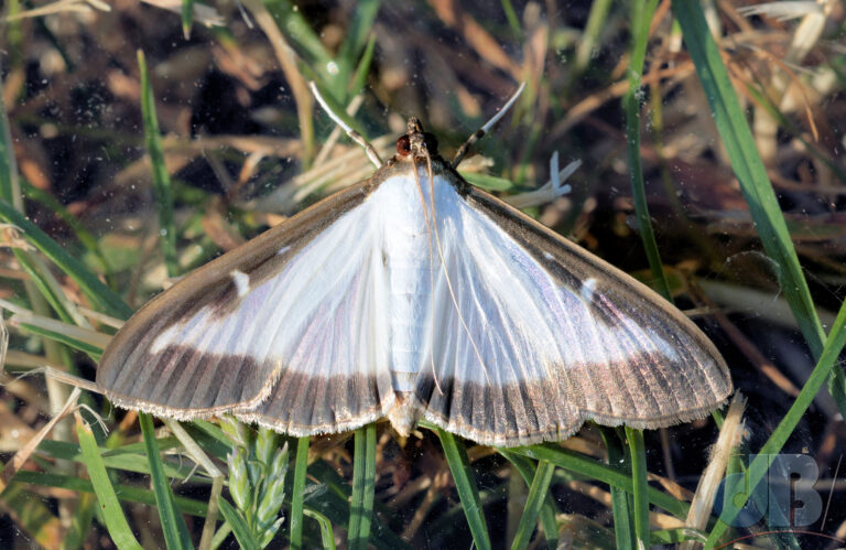 Female Box-tree Moths lack the male's hair pencil at the end of the abdomen