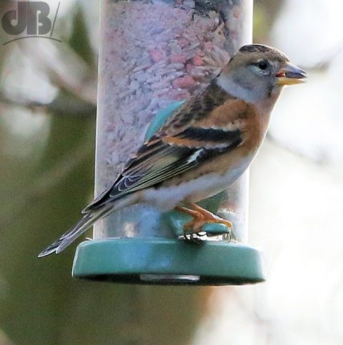 Brambling Titchwell feeder