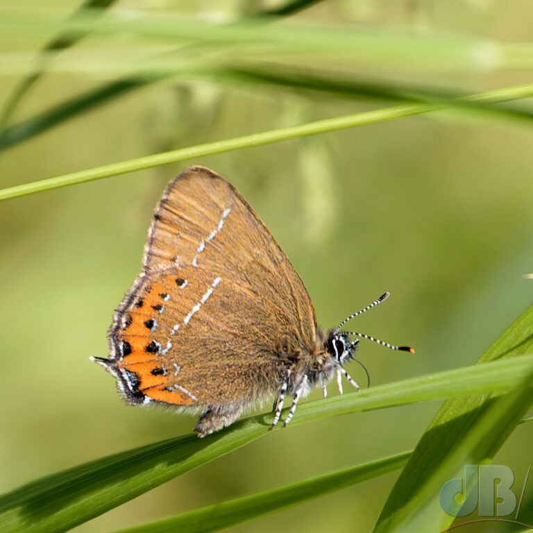 Black Hairstreak butterfly