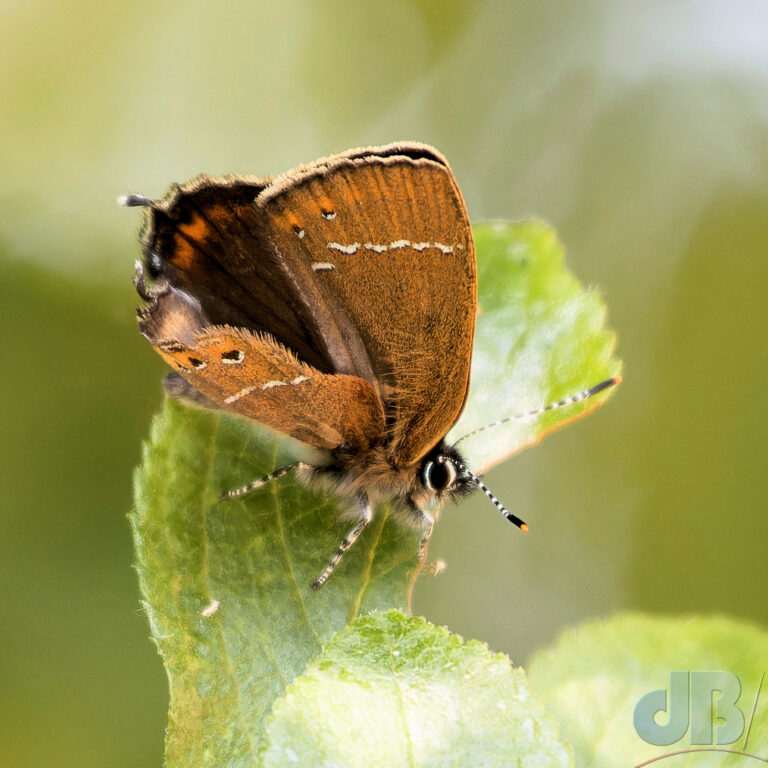 Black Hairstreak revealing a little of the upperside of its wings