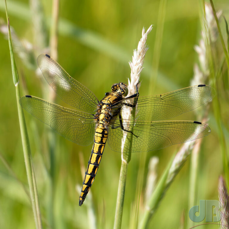 Black-tailed Skimmer dragonfly - Orthetrum cancellatum