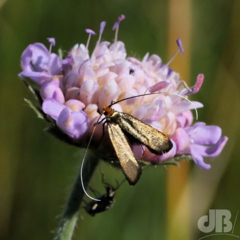 Brassy Longhorn - its wings have a metallic sheen