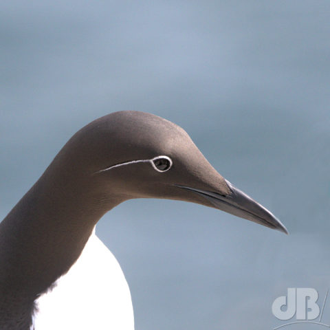 Bridled Guillemot