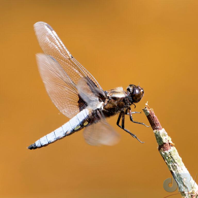 Broad-bodied Chaser coming in to land