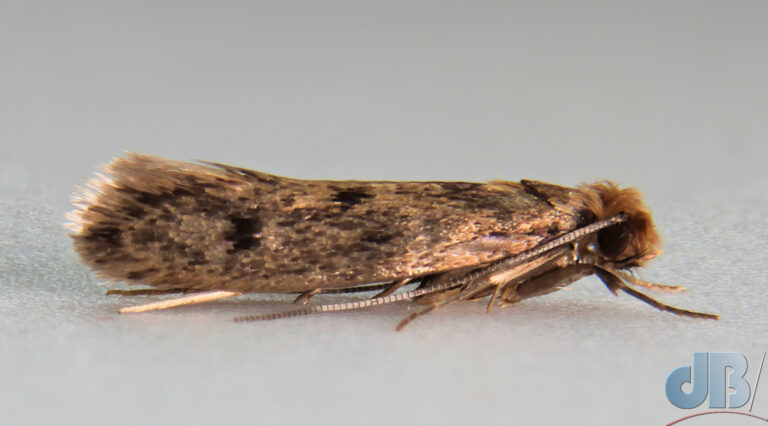 Brown-dotted Clothes Moth, Niditinea fuscella