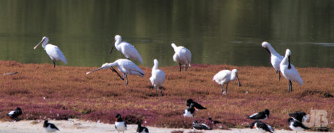 Spoonbills and Oystercatchers