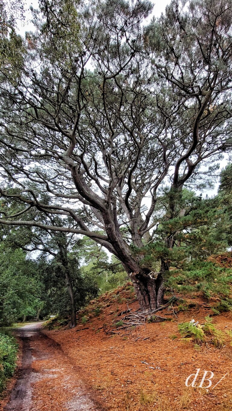 Tree, Brownsea Island