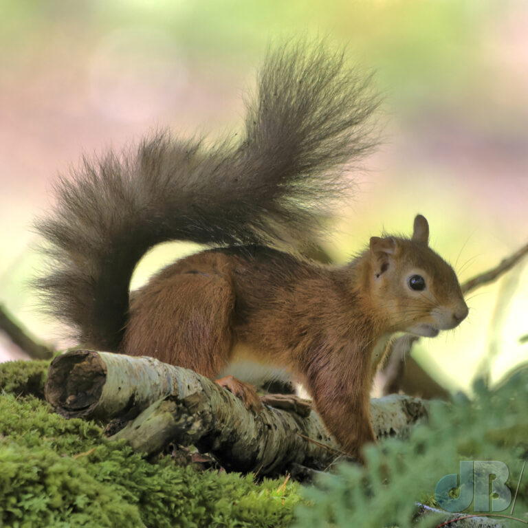 Red Squirrel, Brownsea Island, Poole Harbor, Dorset