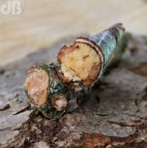 Buff-tip moth and twig