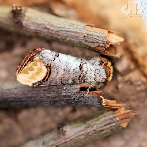 Buff-tip on Silver Birch twigs