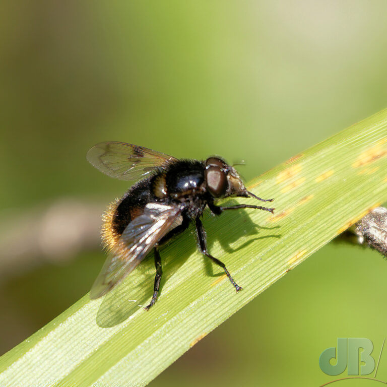 Bumblebee Plumehorn