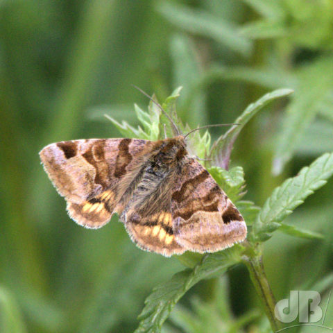 Burnet Companion moth