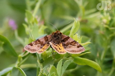 Burnet Companion, Euclidia glyphica at RSPB Hope Farm