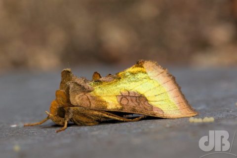 Burnished Brass - resembles a glistening chunk of scorched alloy