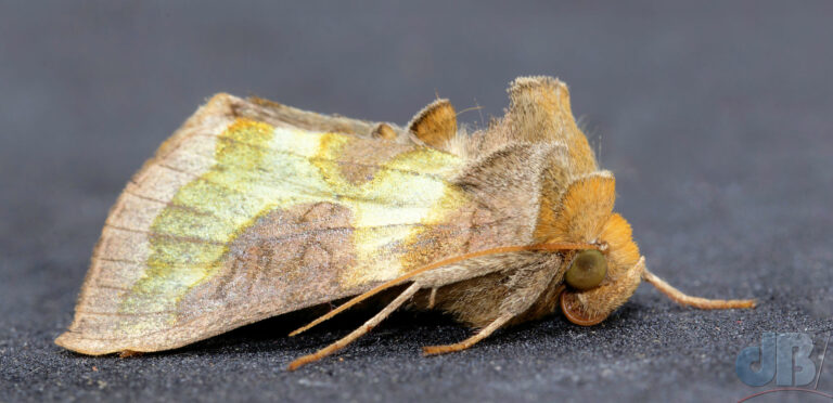 Burnished Brass moth