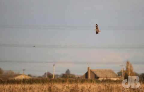 Short-eared Owl,, NT Burwell Fen, Sunday, 10th November 2019