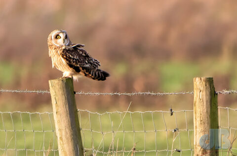 Wind-blown Short-eared Owl perched on a fence post