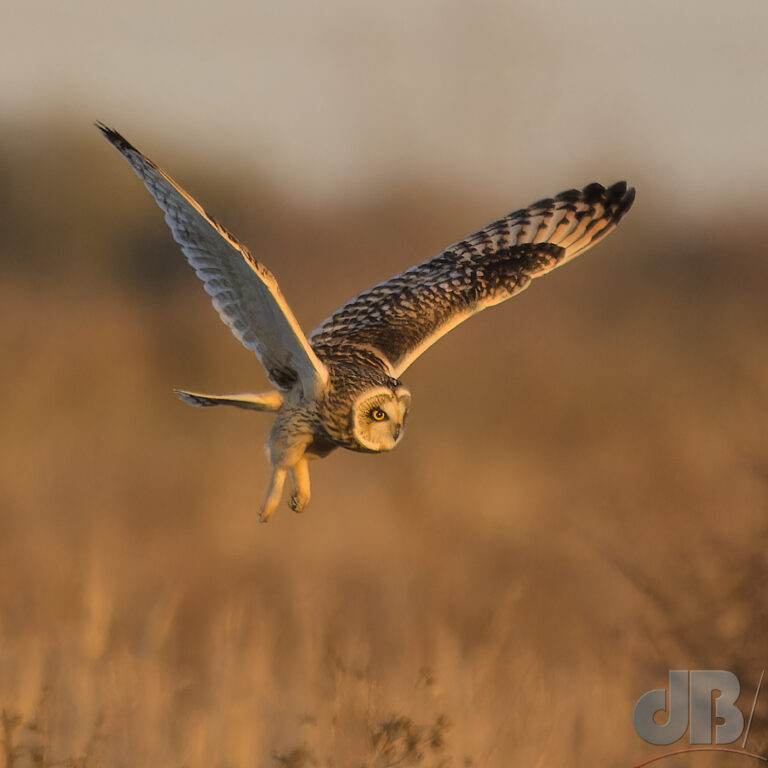 Short-eared Owl hunting over the fen