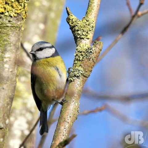 CN bluetit