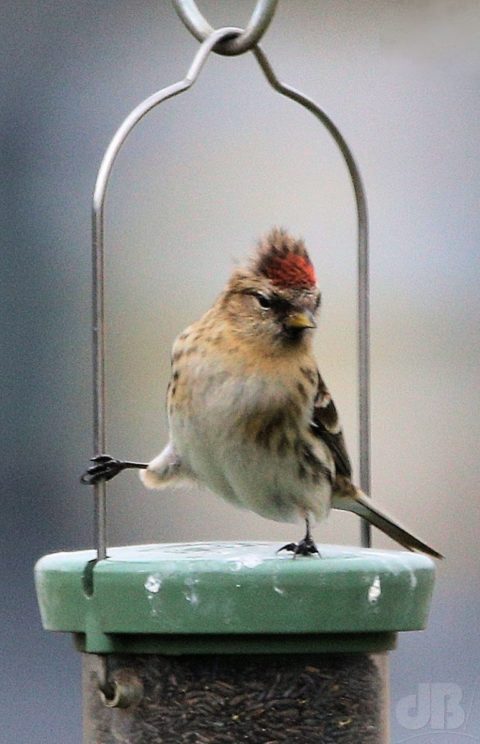 Redpoll