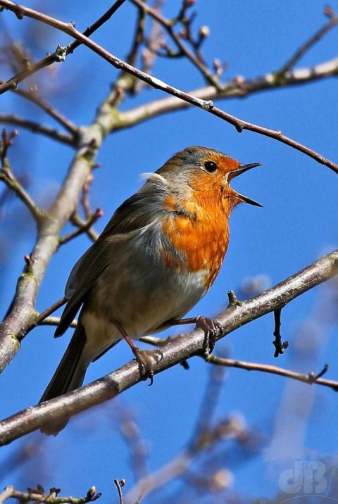 Robin