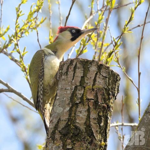 Green Woodpecker, Yaffle