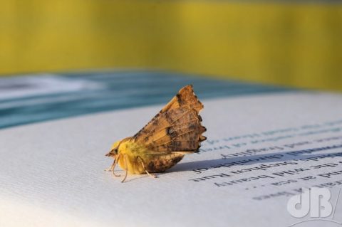 Canary-shouldered Thorn