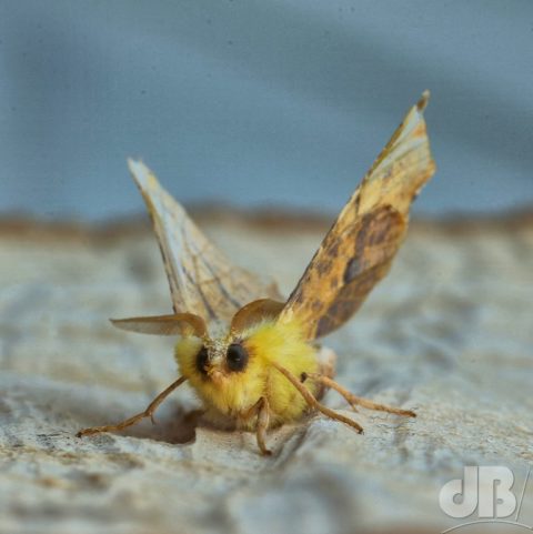 Canary-shouldered Thorn