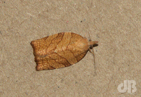 Chequered Fruit-tree Tortrix
