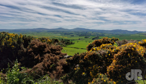 Cheviots