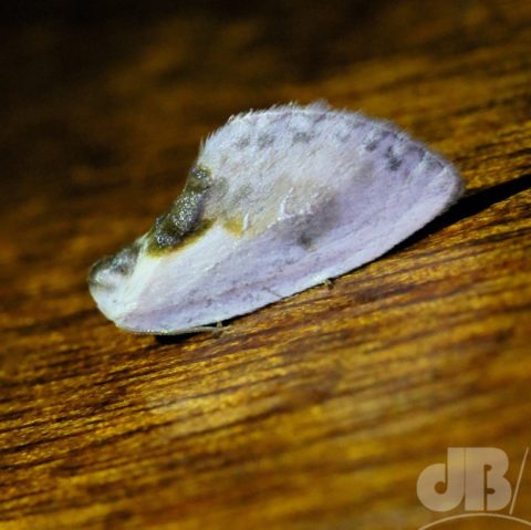 Chinese Character moth