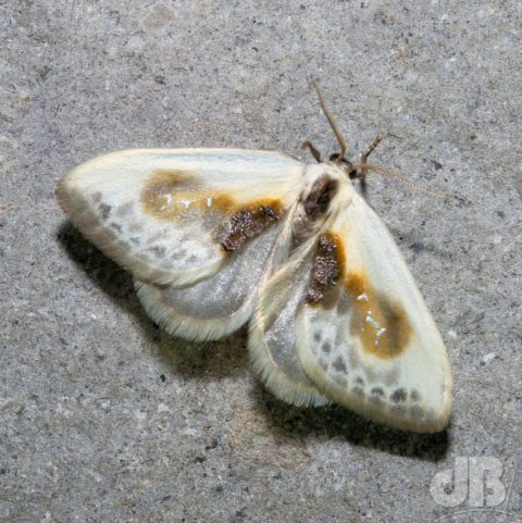 Chinese Character moth