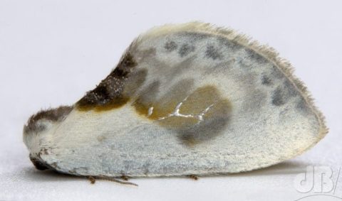 Chinese Character moth