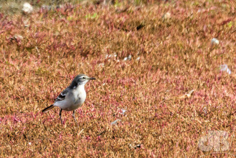 Juvenile Citrine Wagtail