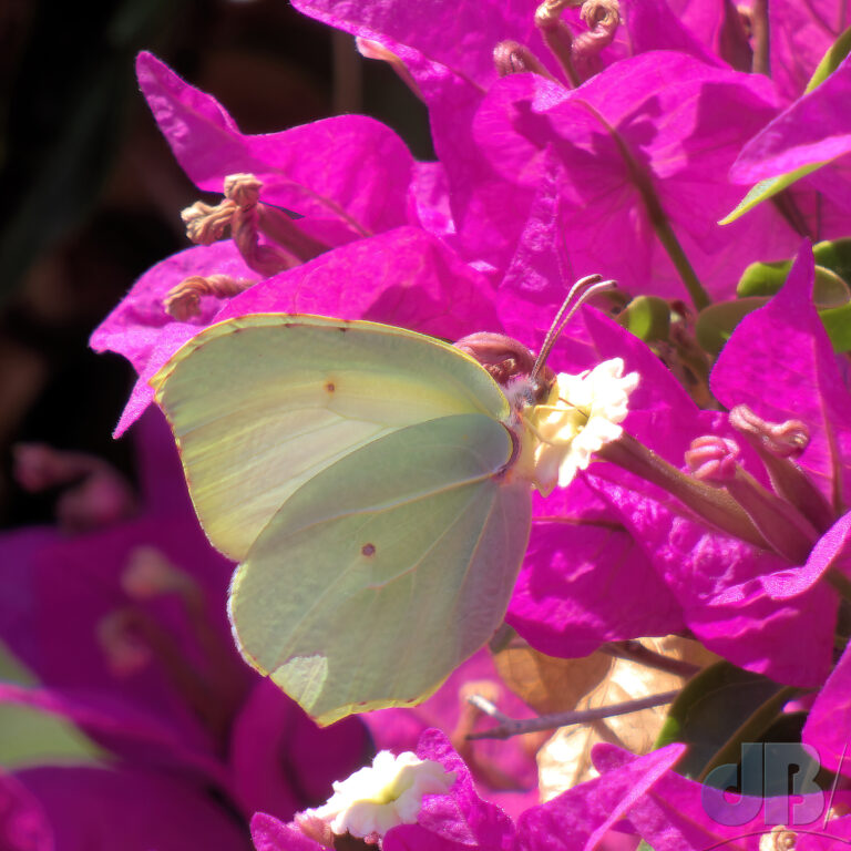 Cleopatra butterfly nectaring on Bougainvillea
