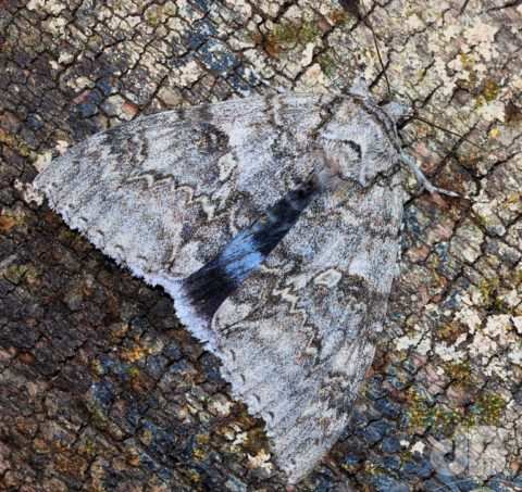 Clifden Nonpareil, Catocala fraxini, the Blue Underwing