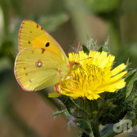 Clouded Yellow feeding, albeit briefly